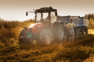 Field at soybean harvest time