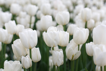 Beautiful white tulips flowerbed closeup. Flower background