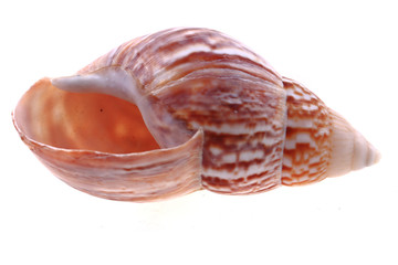 sea shell isolated