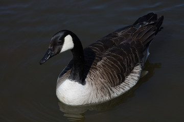 Goose