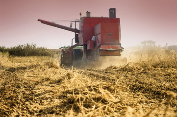 Fototapeta premium Field at soybean harvest time