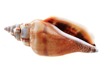 sea shell isolated