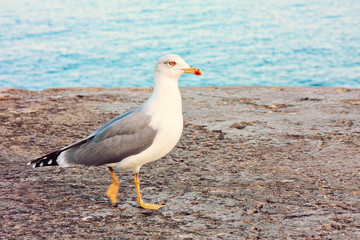 Walking seagull