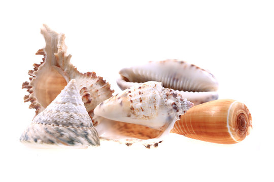 sea shells isolated