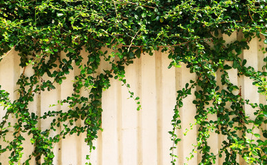 ivy leaves on a white background