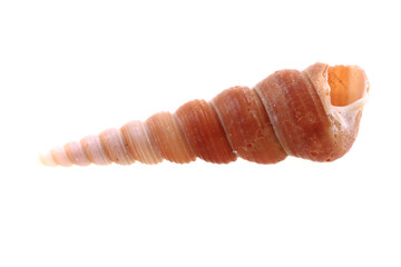 sea shell isolated