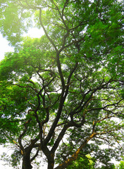 green forest background in a sunny day