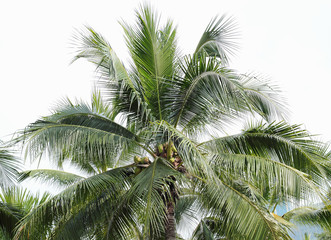 Fototapeta premium Coconut palm trees against on white background