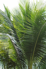 Naklejka na ściany i meble Coconut palm trees against on white background