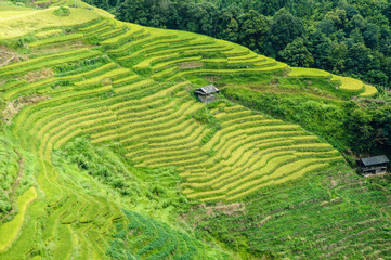 The terraced fields scenery in autumn
