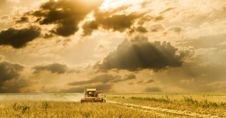 Fototapeta premium Field at soybean harvest time