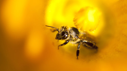 Details of a honey bee inside pumpkin flower 