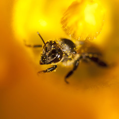 Details of a honey bee inside pumpkin flower 
