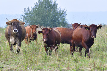 Rotes Höhenvieh und Braunvieh 