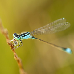 Blue dragonfly on a green plant with river in the background 
