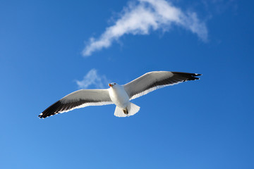 Obraz premium seagull flying in the blue sky