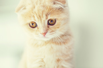 close up of scottish fold kitten