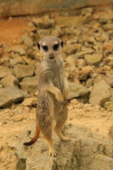 Wild suricata on guard