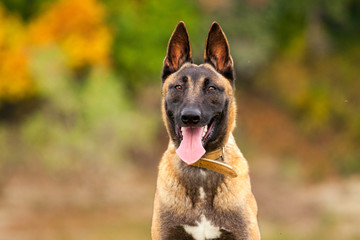 Belgian Malinois young puppy