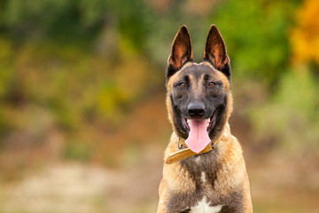 Belgian Malinois young puppy