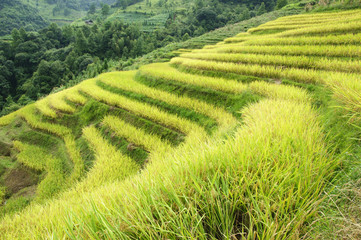 The terraced fields scenery in autumn
