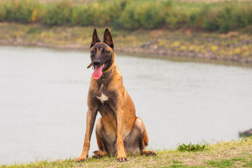 Belgian Malinois young puppy