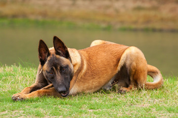 Belgian Malinois young puppy