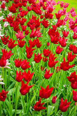 tulipe au Keukenhof - Pays Bas