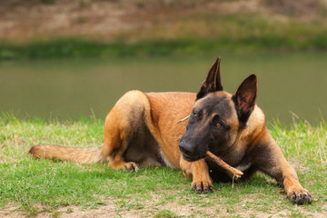 Belgian Malinois young puppy