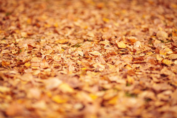 Orange fallen autumn leaves background. Shallow depth of field