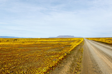 Brown road with yellow fields in the flat landscape that is Tank