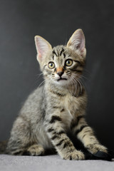 Chaton tigré sur fond sombre