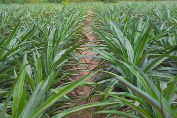 green leaf tree Pineapple plantations in rows.