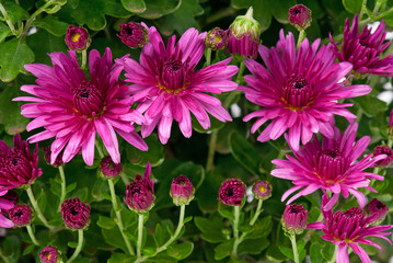 Bright magenta chrysanthemum