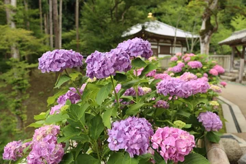 Crédence de cuisine en verre imprimé Hortensia 奈良の紫陽花
