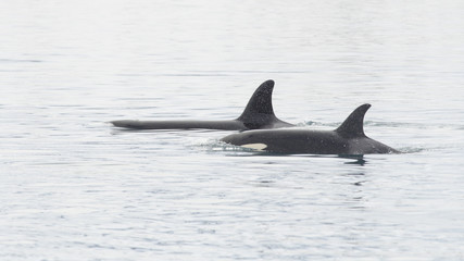 Pod of Orca's, Iceland