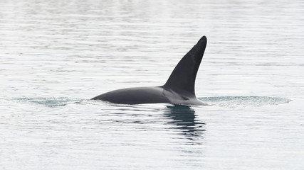 Naklejka premium Orca, Islandia