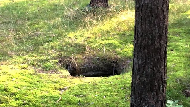 deutscher Wehrmachtsbunker aus dem 2.Weltkrieg
in Polen an der Ostseek&uuml;ste