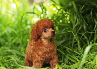 Пудель в траве