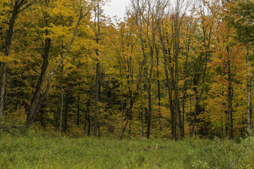 Fototapeta premium Autumn leaves Northern Minnesota