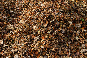 Autumn leaves