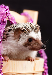 A cute little hedgehog - ( African white- bellied hedgehog )