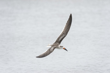 Black Skimmer wingspan