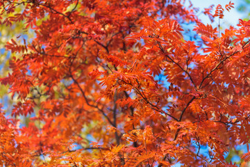 Blue sky among treetops in an autumn park, colourful trees
