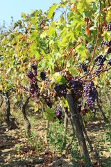 Fototapeta na wymiar ripe grapes in an old vineyard, Serbia