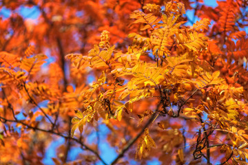 Blue sky among treetops in an autumn park, colourful trees