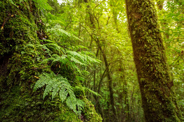 Obraz premium Scenic pathway of Ang Ka nature trail Doi Inthanon National Park Chiangmai ,Thailand.