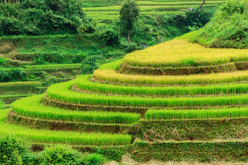 Rice fields on terraced of Mu Cang Chai, YenBai, Vietnam. Rice fields prepare the harvest at Northwest Vietnam.Vietnam landscapes.