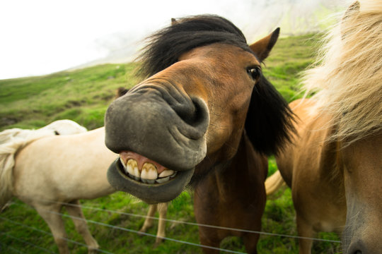 Horse smiles, Iceland.