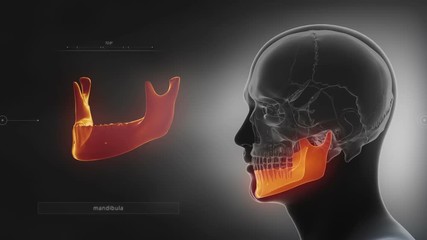 Black x-ray skull animation - mandible or mandibula